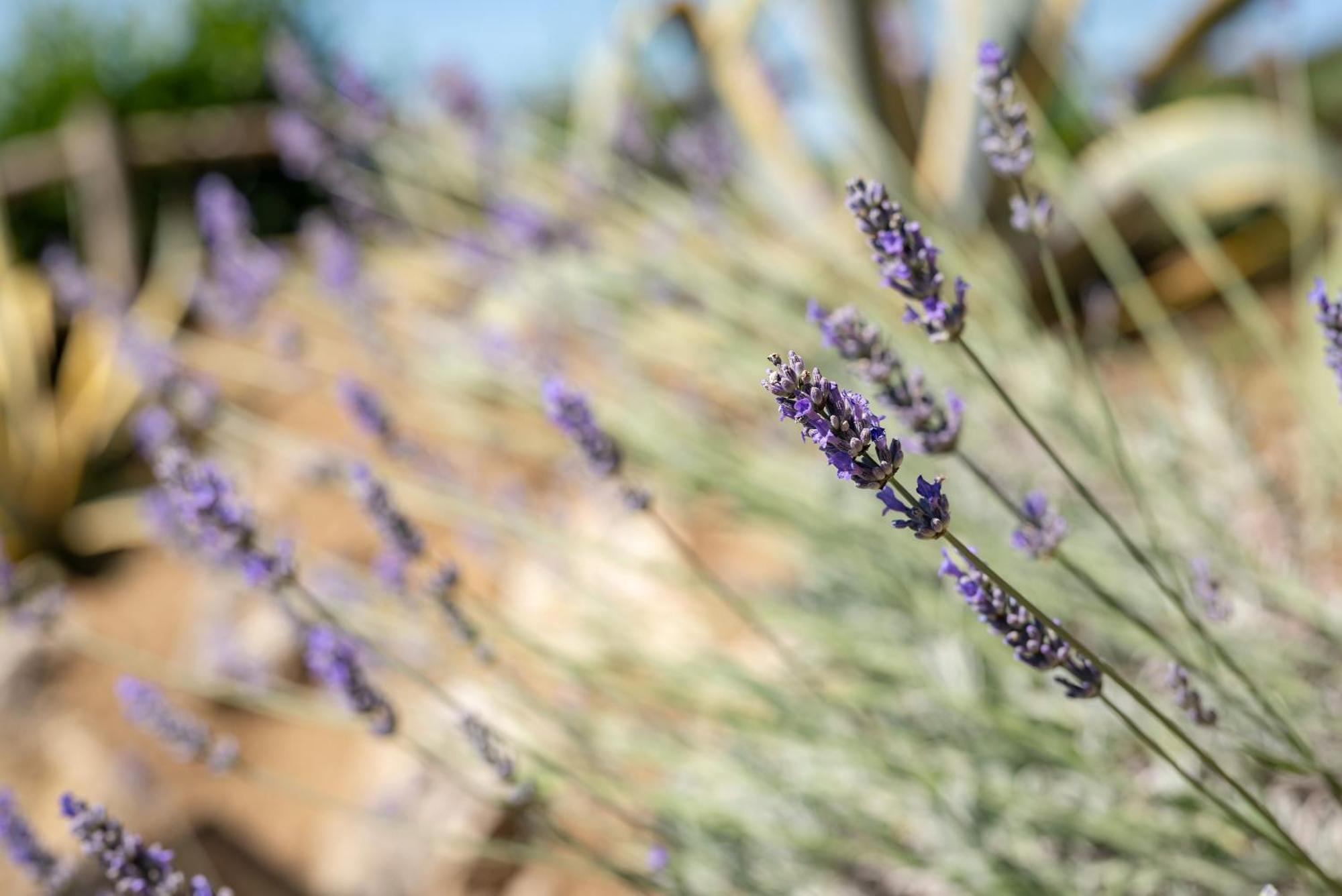 Agriturismo Bio Fattoria Bacio Certaldo Luaran gambar